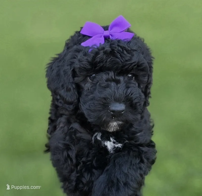 Purple – Miniature Bernedoodle puppy for sale in Shelley, ID