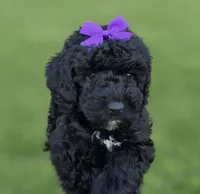Purple, a female Miniature Bernedoodle for sale in Shelley, ID – 1 of 1