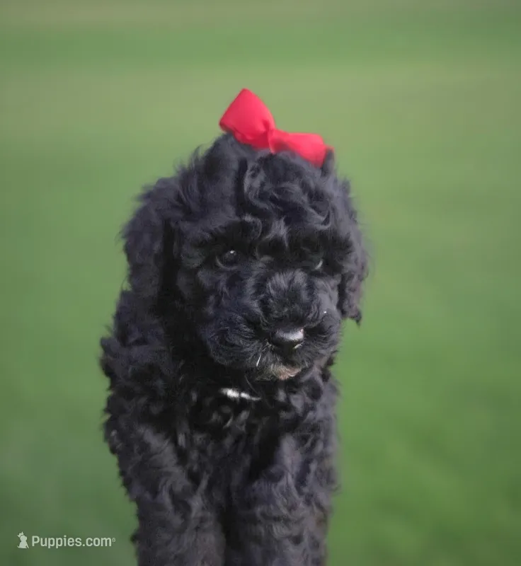 Red – Miniature Bernedoodle puppy for sale in Shelley, ID