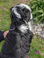 Jenna, a female Miniature Aussiedoodle for sale in Citrus Heights, CA – Photo 4 of 9