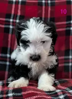 Jenna, a female Miniature Aussiedoodle for sale in Citrus Heights, CA – Photo 5 of 9