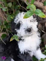 Jenna, a female Miniature Aussiedoodle for sale in Citrus Heights, CA – Photo 2 of 9