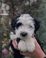 Jenna, a female Miniature Aussiedoodle for sale in Citrus Heights, CA – Photo 3 of 9
