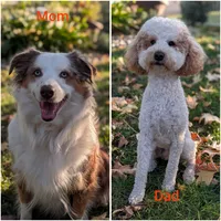 Jenna, a female Miniature Aussiedoodle for sale in Citrus Heights, CA – Photo 9 of 9