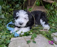 Jenna, a female Miniature Aussiedoodle for sale in Citrus Heights, CA – Photo 1 of 9