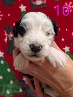 Jenna, a female Miniature Aussiedoodle for sale in Citrus Heights, CA – Photo 8 of 9