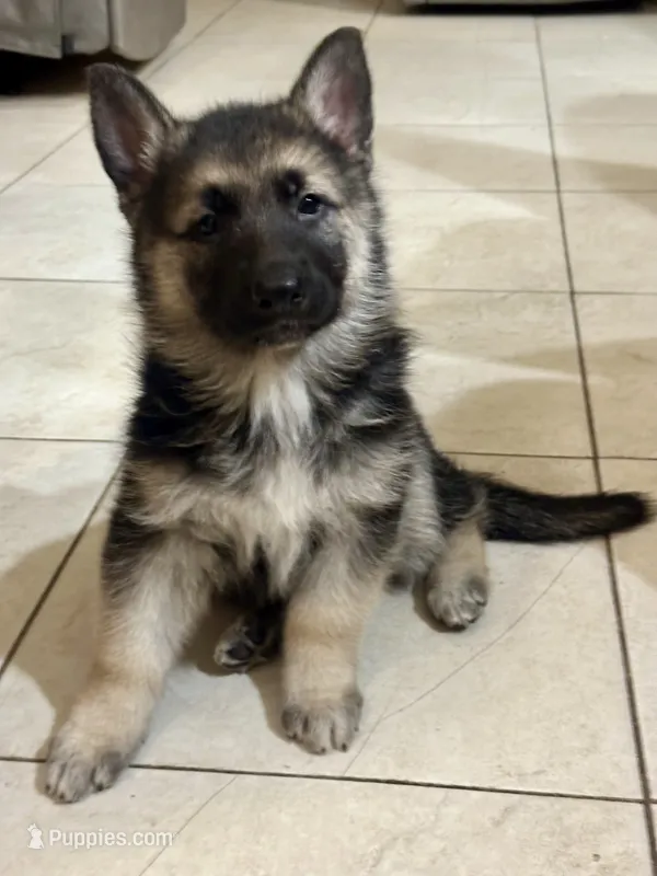 SGS – German Shepherd Dog puppy for sale in Corpus Christi, TX