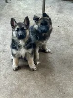 SGS, a male German Shepherd Dog for sale in Corpus Christi, TX – 2 of 2