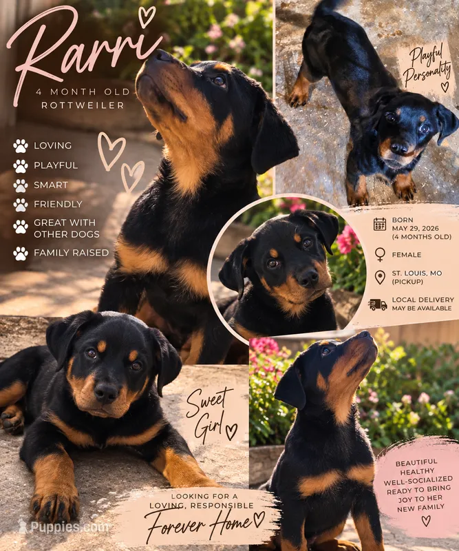 Rarri – Rottweiler puppy for sale in Saint Louis, MO