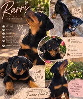 Rarri, a female Rottweiler for sale in Saint Louis, MO – 1 of 2