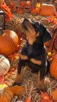 Rarri, a female Rottweiler for sale in Saint Louis, MO – 2 of 2