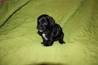 Remi, a female Yorkipoo for sale in Atlanta, GA – Photo 2 of 3