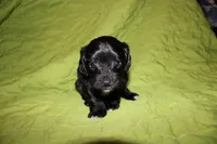 Remi, a female Yorkipoo for sale in Atlanta, GA – Photo 1 of 3