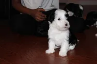 Roddie, a male Yorkipoo for sale in Atlanta, GA – Photo 4 of 5