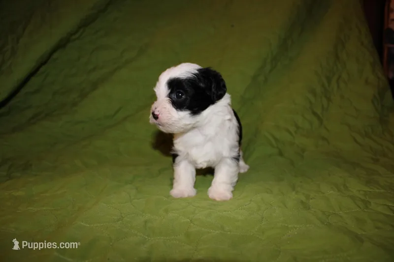 Roddie – Yorkipoo puppy for sale in Atlanta, GA