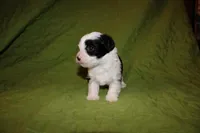 Roddie, a male Yorkipoo for sale in Atlanta, GA – Photo 1 of 5