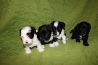 Roddie, a male Yorkipoo for sale in Atlanta, GA – Photo 5 of 5