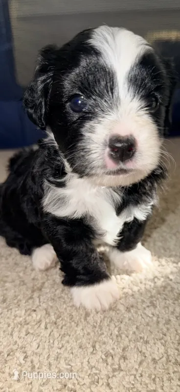 Mickey – Yorkshire Terrier, Poodle - Miniature  puppy for sale in Atlanta, GA