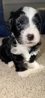 Mickey, a male Yorkshire Terrier and Poodle - Miniature  for sale in Atlanta, GA – 1 of 1