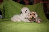 Moochi, a male Yorkipoo for sale in Atlanta, GA – Photo 3 of 3