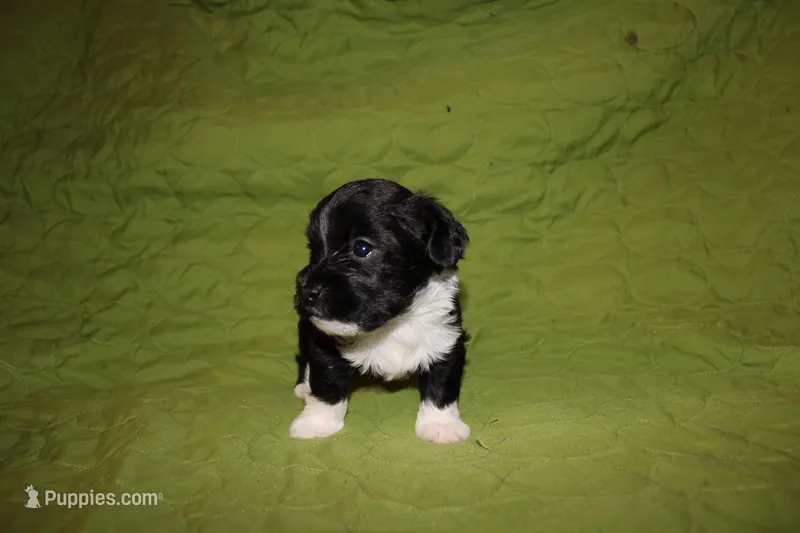 Moochi – Yorkipoo puppy on hold in Atlanta, GA