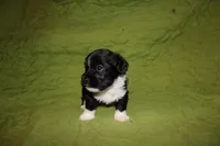 Moochi, a male Yorkipoo for sale in Atlanta, GA – Photo 1 of 3