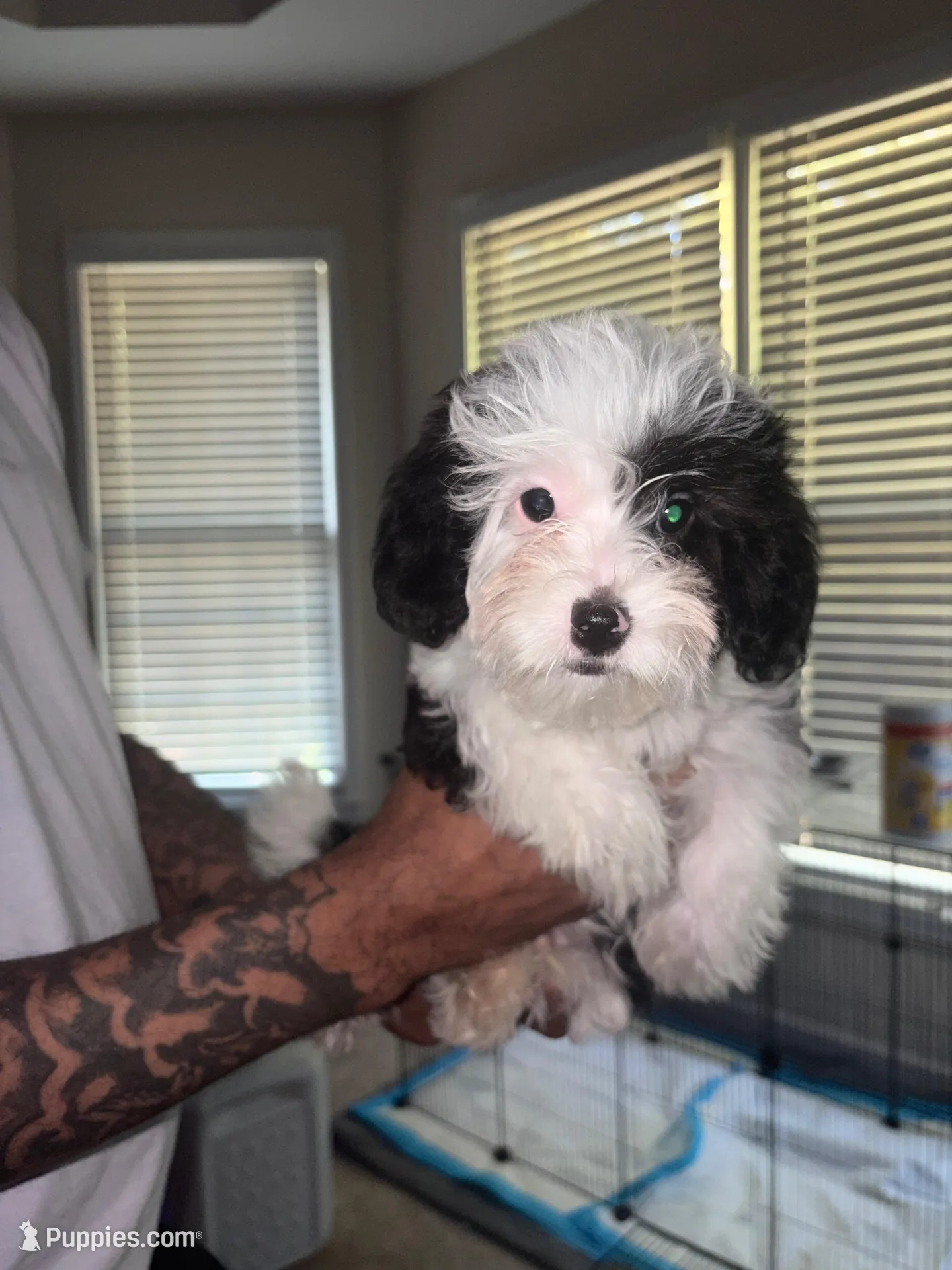 Roddy, a male Yorkipoo for sale in Atlanta, GA – Photo 3 of 3