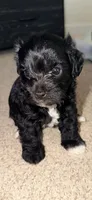 Midnight, a male Yorkshire Terrier and Poodle - Miniature  for sale in Atlanta, GA – 1 of 1