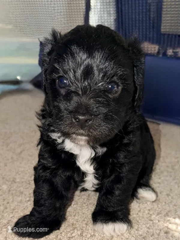 Rosie – Yorkshire Terrier, Poodle - Miniature  puppy for sale in Atlanta, GA