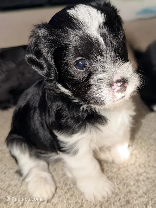 Roger – Yorkshire Terrier, Poodle - Miniature  puppy on hold in Atlanta, GA