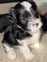 Roger, a male Yorkshire Terrier and Poodle - Miniature  for sale in Atlanta, GA – 1 of 1