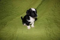 Major, a male Yorkipoo for sale in Atlanta, GA – Photo 2 of 4