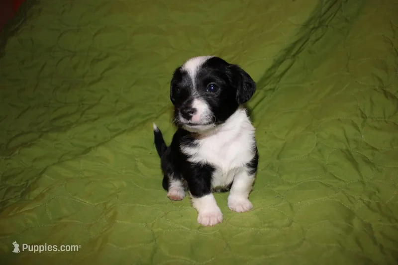 Major – Yorkipoo puppy for sale in Atlanta, GA