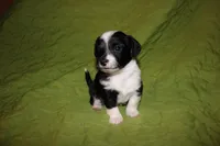 Major, a male Yorkipoo for sale in Atlanta, GA – Photo 1 of 4