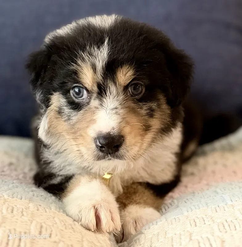 Hades  – Australian Shepherd, German Shepherd Dog puppy for sale in Clermont, FL