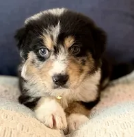 Hades , a male Australian Shepherd and German Shepherd Dog for sale in Clermont, FL – 1 of 4