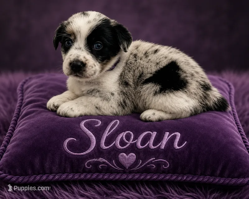 Sloan – Australian Cattle Dog, Australian Shepherd puppy for sale in Mascotte, FL