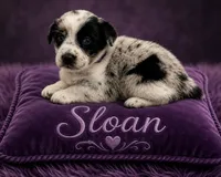 Sloan, a female Australian Cattle Dog and Australian Shepherd for sale in Mascotte, FL – 1 of 4