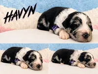 Havyn , a female Australian Cattle Dog and German Shepherd Dog for sale in Clermont, FL – 1 of 5