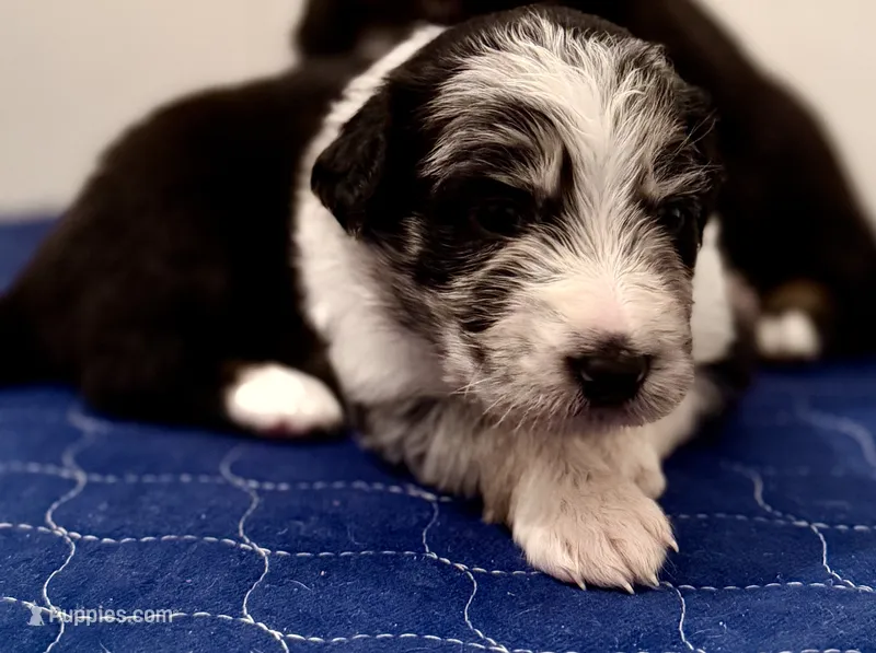 Havyn  – Australian Cattle Dog, German Shepherd Dog puppy for sale in Clermont, FL
