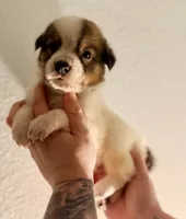 Ace, a male Australian Shepherd and Border Collie for sale in Clermont, FL – 1 of 1