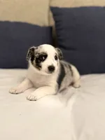 Havana , a female Australian Cattle Dog and Australian Shepherd for sale in Clermont, FL – 3 of 4