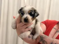 Zane, a male Australian Cattle Dog and Australian Shepherd for sale in Mascotte, FL – 2 of 4