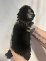 Dallas , a male Australian Shepherd and German Shepherd Dog for sale in Mascotte, FL – Photo 3 of 3