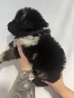 Dallas , a male Australian Shepherd and German Shepherd Dog for sale in Mascotte, FL – Photo 2 of 3