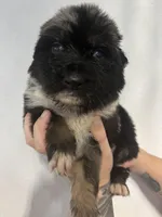 Dallas , a male Australian Shepherd and German Shepherd Dog for sale in Mascotte, FL – Photo 1 of 3