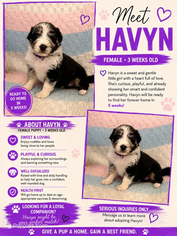 Havyn – Australian Shepherd, German Shepherd Dog puppy for sale in Clermont, FL