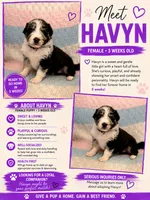 Havyn, a female Australian Shepherd and German Shepherd Dog for sale in Clermont, FL – 1 of 3