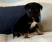 Draven , a male Australian Shepherd and German Shepherd Dog for sale in Clermont, FL – 1 of 3
