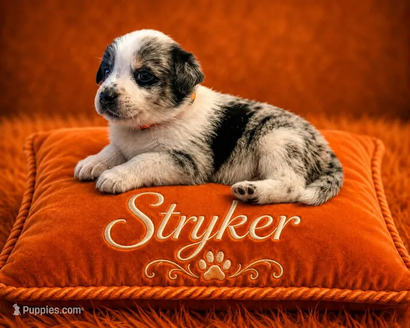 Stryker – Australian Cattle Dog, Australian Shepherd puppy for sale in Mascotte, FL